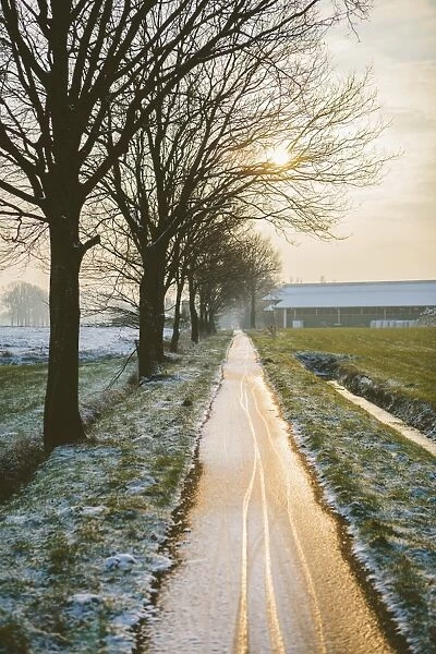 The Oude Trambaan (old tramway) tree lined cycle path in winter, Rijsbergen, North Brabant, The Netherlands (Holland), Europe