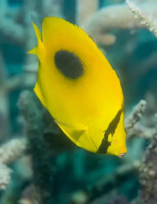Framed Print : Ovalspot butterflyfish (Chaetodon speculum), Cairns, Queensland, Australia, Pacific Framed Print : Ovalspot butterflyfish (Chaetodon speculum), Cairns, Queensland, Australia, Pacific