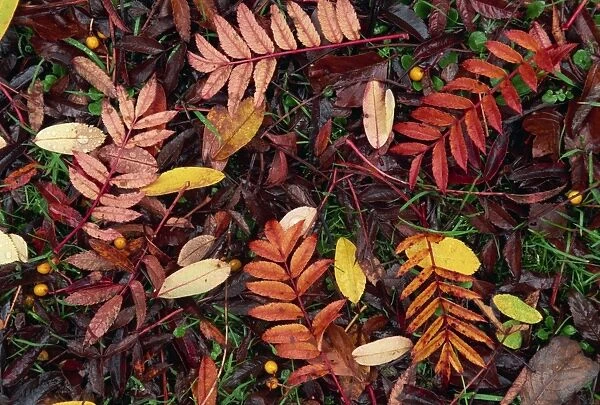 Overhead view of fallen rowan leaves in autumn (fall) colours, red and gold