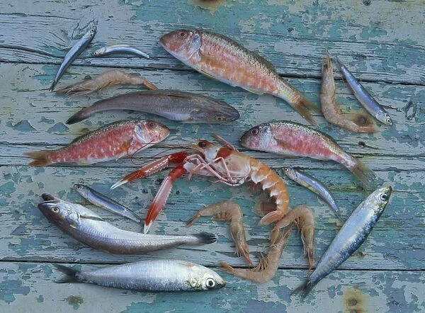 Overhead view of a selection of fish