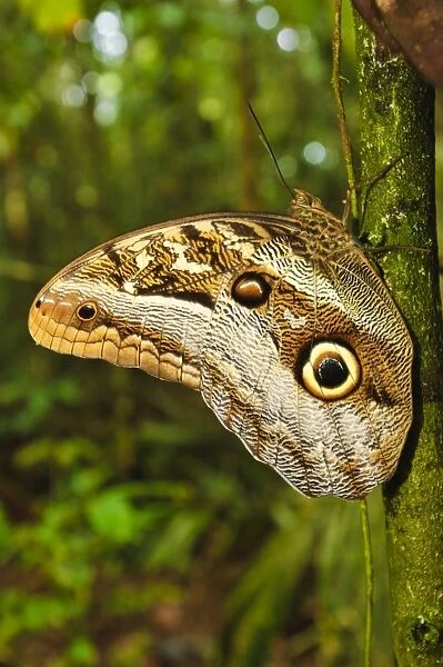 Owl butterly (Caligo beltrao) with eye spots on wing, Amazon, Brazil, South America