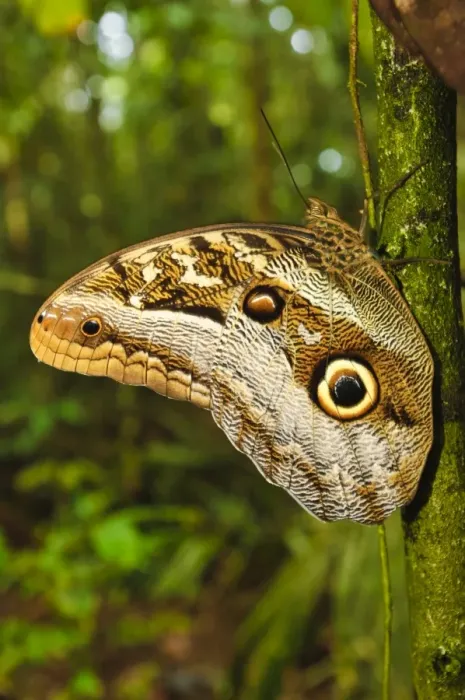 Framed Print : Owl butterly (Caligo beltrao) with eye spots on wing, Amazon, Brazil, South America Framed Print : Owl butterly (Caligo beltrao) with eye spots on wing, Amazon, Brazil, South America