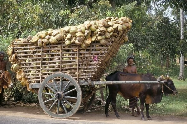 Ox cart loaded with coconut husks