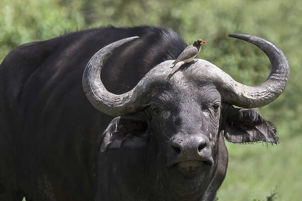 Oxpecker sitting on the forehead of an African Cape Buffalo in the Maasai Mara National