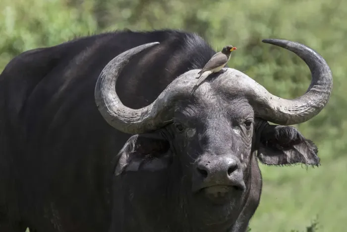 Framed Print : Oxpecker sitting on the forehead of an African Cape Buffalo in the Msai Mara National Framed Print : Oxpecker sitting on the forehead of an African Cape Buffalo in the Msai Mara National