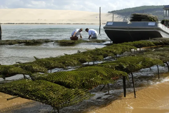 Framed Print : Oyster fishermen grading oysters with the Dune du Pyla in the background Framed Print : Oyster fishermen grading oysters with the Dune du Pyla in the background