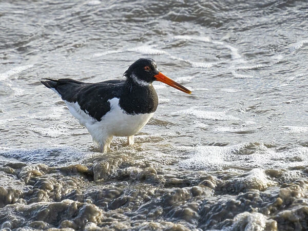 Oystercatcher, County Clare, Munster, Republic of Ireland, Europe
