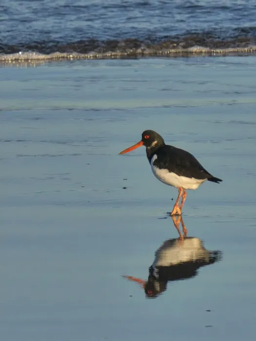 Framed Print : Oystercatcher, County Clare, Munster, Republic of Ireland, Europe Framed Print : Oystercatcher, County Clare, Munster, Republic of Ireland, Europe
