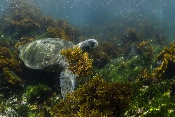 Pacific green sea turtle (Chelonia mydas) underwater on Fernandina Island, Galapagos