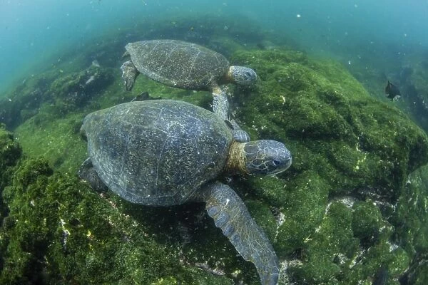 Pacific green sea turtles (Chelonia mydas) underwater on Fernandina Island, Galapagos