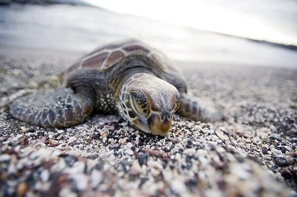 A Pacific green turtle, on the beach, Galapagos Islands, UNESCO World Heritage Site