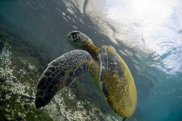A Pacific green turtle, Galapagos Islands, Ecuador, South America