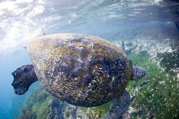 A Pacific green turtle, Galapagos Islands, Ecuador, South America