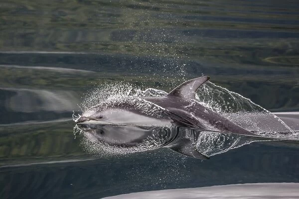Pacific white-sided dolphin (Lagenorhynchus obliquidens), surfacing in Johnstone Strait
