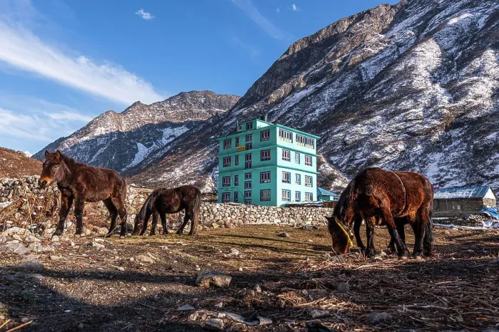 Framed Print : Pack horses in front of a turquoise mountain lodge with Lang Tang village in background, Himalayas, Nepal, Asia Framed Print : Pack horses in front of a turquoise mountain lodge with Lang Tang village in background, Himalayas, Nepal, Asia