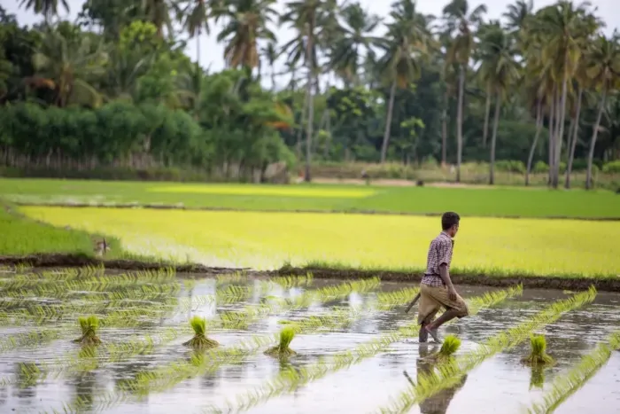 Framed Print : A paddy farmer at work in a rice field, Sumba, Indonesia, Southeast Asia, Asia