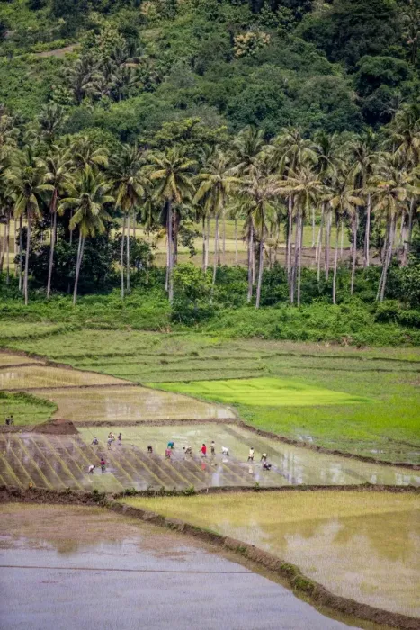 Framed Print : Paddy farmers at work in rice fields, Sumba, Indonesia, Southeast Asia, Asia