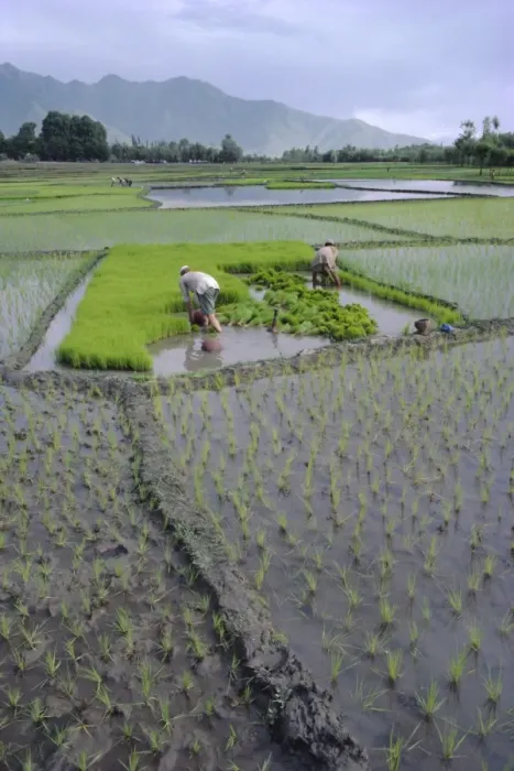 Framed Print : Paddy Fields Framed Print : Paddy Fields