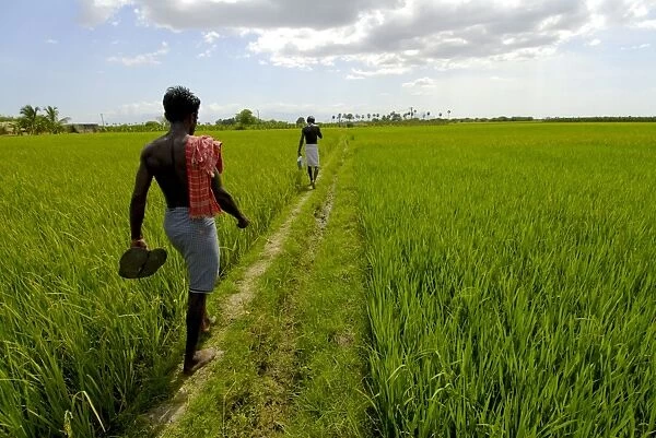 Paddy fields, Kundakulam, Tamil Nadu, India