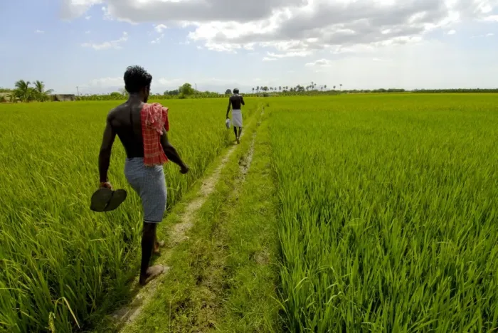 Framed Print : Paddy fields, Kundakulam, Tamil Nadu, India Framed Print : Paddy fields, Kundakulam, Tamil Nadu, India