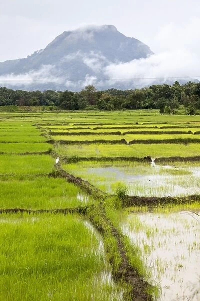 Paddy fields with mountain in the background, Sri Lanka, Asia