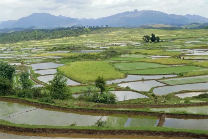 Framed Print : Paddy fields in spring near Sandu, Guizhou Province, China Framed Print : Paddy fields in spring near Sandu, Guizhou Province, China