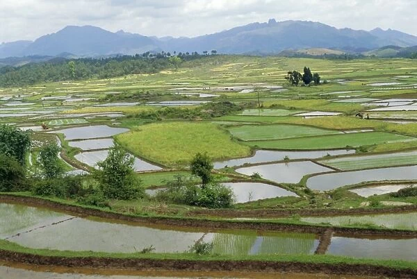 Paddy fields in spring near Sandu, Guizhou Province, China