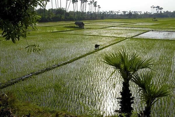 Paddy fields, Tamil Nadu, India, Asia