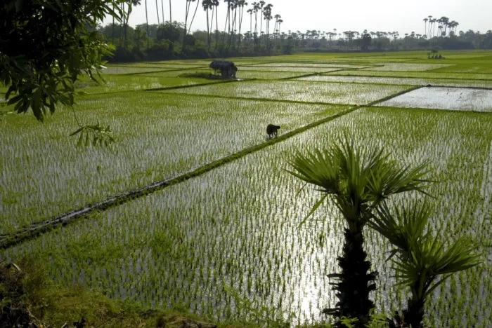 Framed Print : Paddy fields, Tamil Nadu, India, Asia Framed Print : Paddy fields, Tamil Nadu, India, Asia