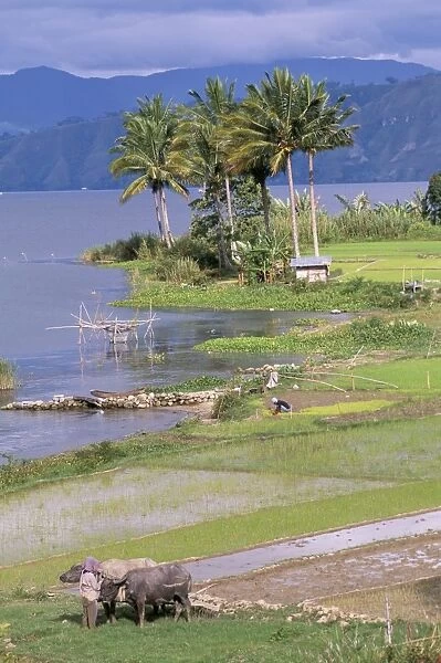Paddy fields at Tuk Tuk on Samosir Island in Lake Toba