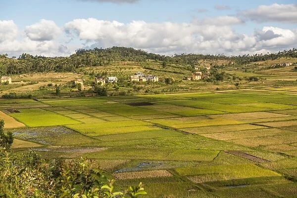 Paddy rice field landscape in the Madagascar Central Highlands near Ambohimahasoa