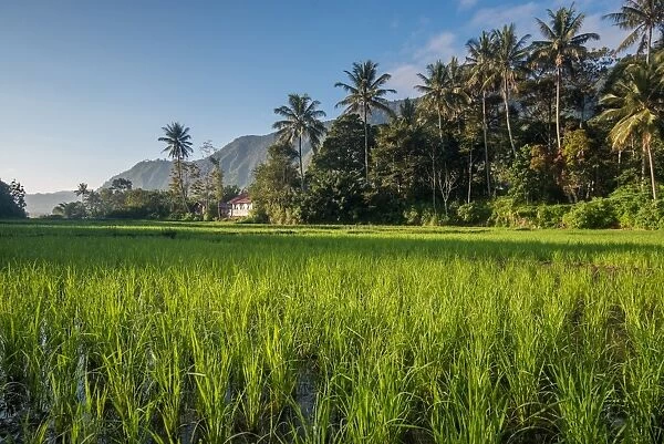 Padi Field in Lake Toba, Sumatra, Indonesia, Southeast Asia