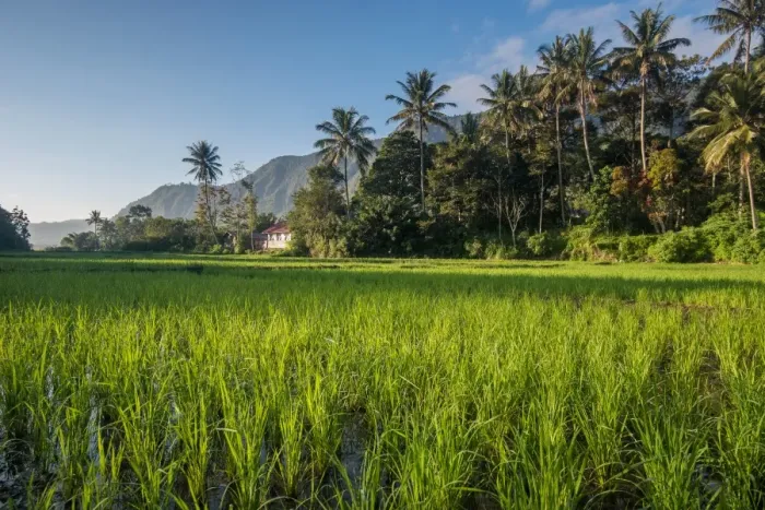 Framed Print : Padi Field in Lake Toba, Sumatra, Indonesia, Southeast Asia Framed Print : Padi Field in Lake Toba, Sumatra, Indonesia, Southeast Asia