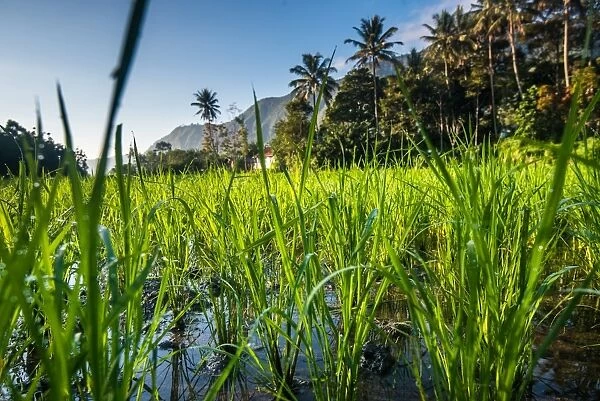 Padi Field in Lake Toba, Sumatra, Indonesia, Southeast Asia