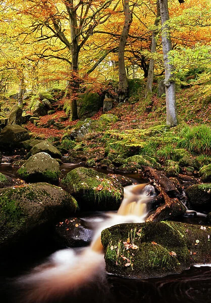 Padley Gorge, Peak District, Derbyshire, England, United Kingdom, Europe
