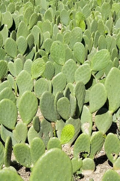 Pads of cactus used to raise the cochineal beetle for making red dye