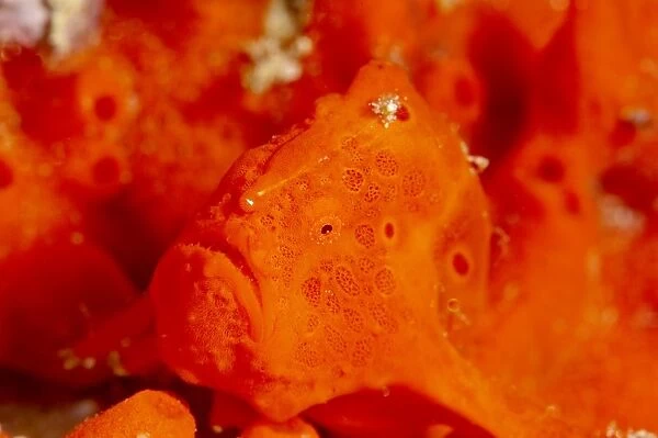 Painted frogfish (Antennarius pictus), Sulawesi, Indonesia, Southeast Asia, Asia