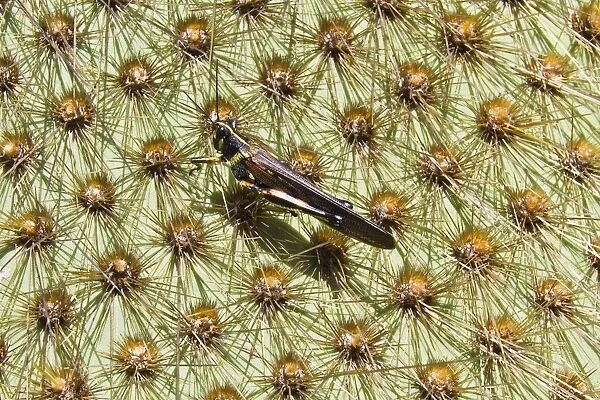 Painted locust (Schistocerca melanocera) on endemic opuntia cactus, Cerro Dragon, Santa Cruz Island, Galapagos Islands, Ecuador, South America