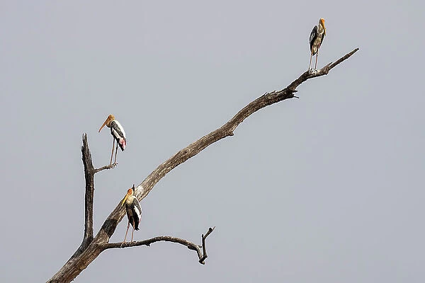 Painted Stork (Mycteria leucocephala), Bandhavgarh National Park, Madhya Pradesh, India, Asia