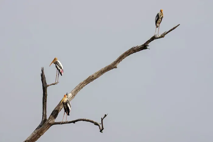 Framed Print : Painted Stork (Mycteria leucocephala), Bandhavgarh National Park, Madhya Pradesh, India, Asia Framed Print : Painted Stork (Mycteria leucocephala), Bandhavgarh National Park, Madhya Pradesh, India, Asia