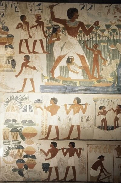 Paintings of scenes of everday life in the tomb of Nakht, Minister of Agriculture in the reign of Tutmosis IV, Valley of the Nobles, Thebes, UNESCO World Heritage Site, Egypt, North