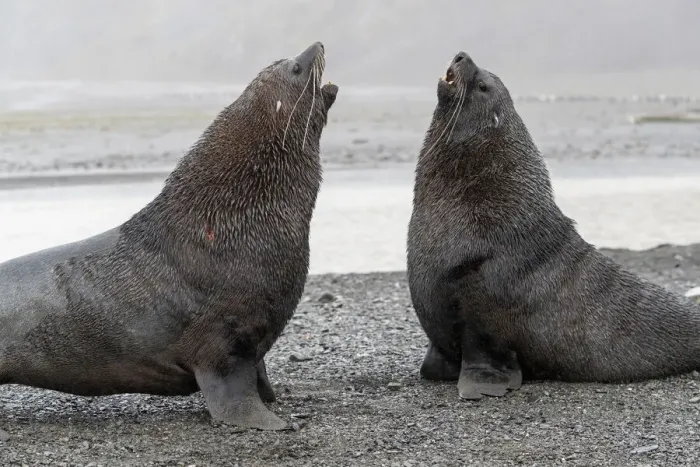 Framed Print : A pair of adult bull Antarctic fur seals (Arctocephalus gazella), fighting in Right Whale Bay, South Georgia, South Atlantic, Polar Regions Framed Print : A pair of adult bull Antarctic fur seals (Arctocephalus gazella), fighting in Right Whale Bay, South Georgia, South Atlantic, Polar Regions