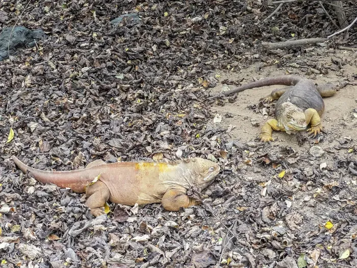 Framed Print : A pair of adult Galapagos land iguanas (Conolophus subcristatus), basking in Urbina Bay, Galapagos Islands, UNESCO World Heritage Site, Ecuador, South America