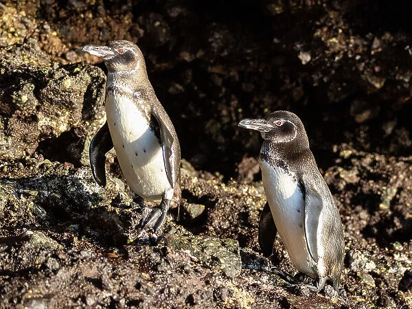 A pair of adult Galapagos penguins (Spheniscus mendiculus), on the rocks in Urbina Bay, Galapagos Islands, UNESCO World Heritage Site, Ecuador, South America