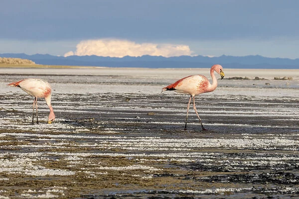 A pair of adult Jamess flamingos (Phoenicoparrus jamesi)