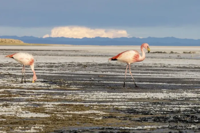 Framed Print : A pair of adult Jamess flamingos (Phoenicoparrus jamesi) Framed Print : A pair of adult Jamess flamingos (Phoenicoparrus jamesi)