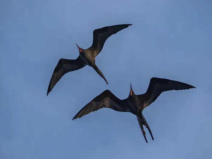 Framed Print : A pair of adult male great frigatebirds (Fregata minor), in flight over Fernandina Island, Galapagos Islands, UNESCO World Heritage Site, Ecuador, South America Framed Print : A pair of adult male great frigatebirds (Fregata minor), in flight over Fernandina Island, Galapagos Islands, UNESCO World Heritage Site, Ecuador, South America