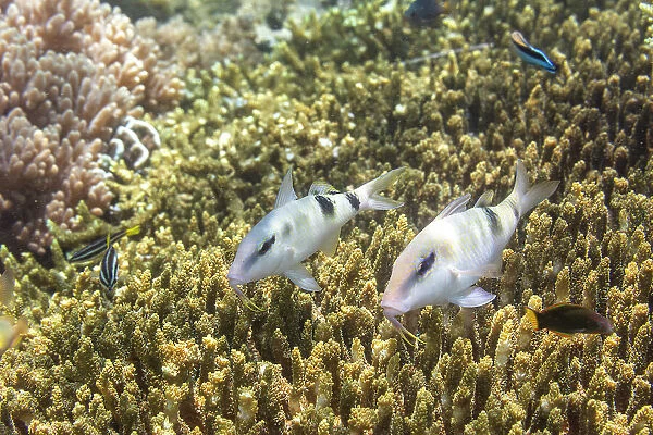 A pair of adult manybar goatfish (Parupeneus multifasciatus), off Bangka Island, near Manado, Sulawesi, Indonesia, Southeast Asia, Asia