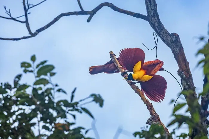 Framed Print : A pair of adult red birds-of-paradise (Paradisaea rubra), in courtship display on Gam Island, Raja Ampat, Indonesia, Southeast Asia, Asia Framed Print : A pair of adult red birds-of-paradise (Paradisaea rubra), in courtship display on Gam Island, Raja Ampat, Indonesia, Southeast Asia, Asia