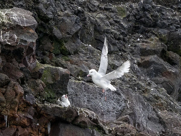 A pair of adult southern fulmars (Fulmarus glacialoides), on nest at Peter I Island in the Bellingshausen Sea, Antarctica, Polar Regions